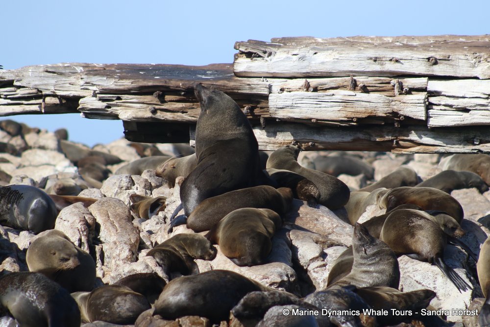 cape fur seal, whale watching, gansbaai, south africa