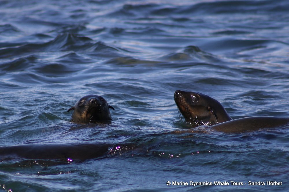 cape fur seal, whale watching, gansbaai, south africa
