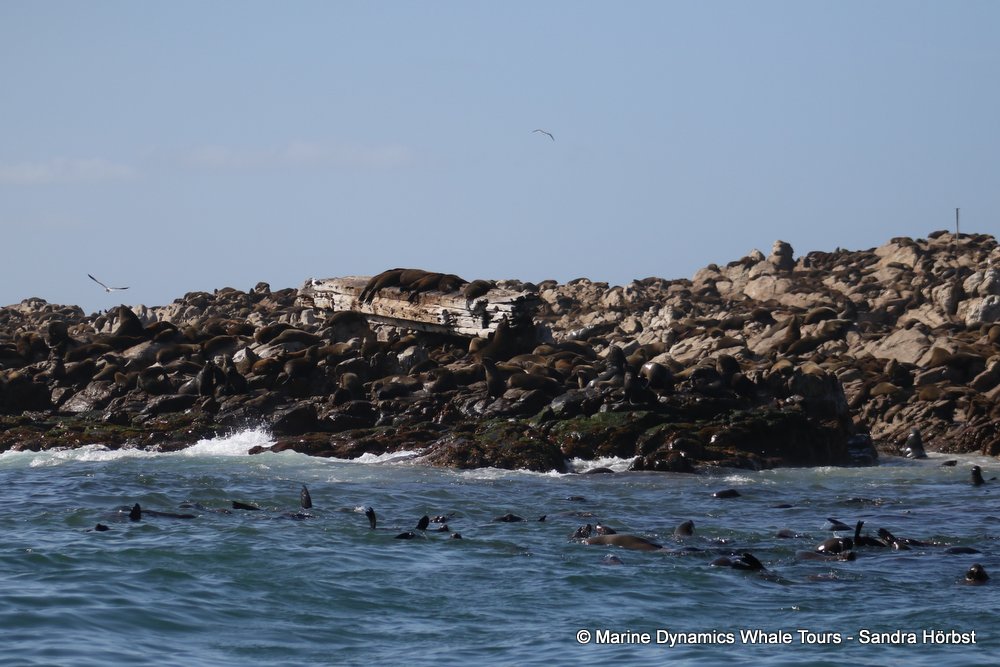 cape fur seal, whale watching, gansbaai, south africa