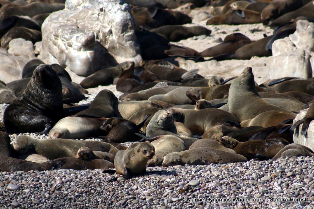 cape fur seal, whale watching, gansbaai, south africa