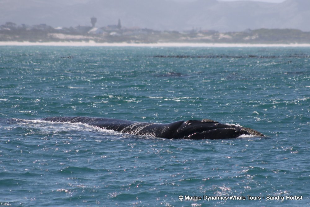 Southern right whale, whale watching, gansbaai, south africa,
