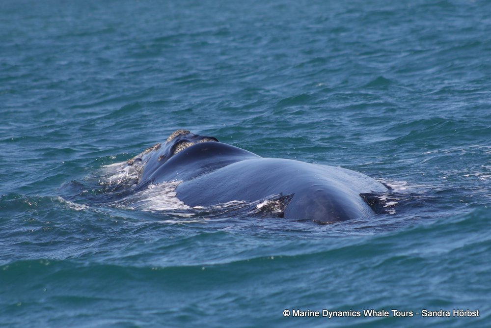 Southern right whale, whale watching, gansbaai, south africa,