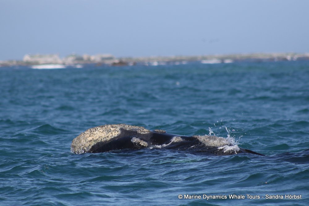 Southern right whale, whale watching, gansbaai, south africa,