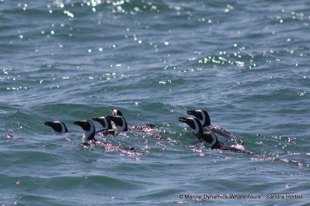 african penguin, whale watching, gansbaai, south africa