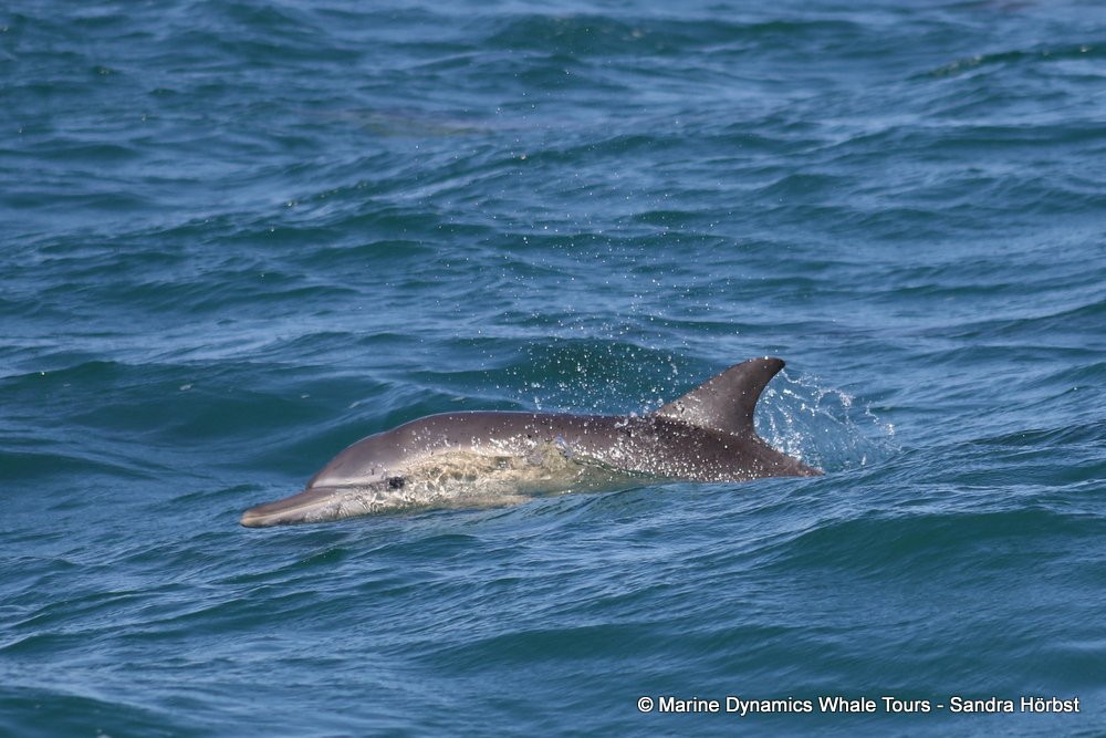 dolphin, whale watching, gansbaai, south africa,