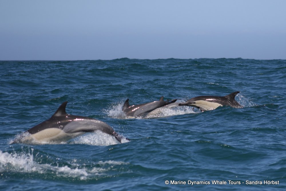 dolphin, whale watching, gansbaai, south africa,