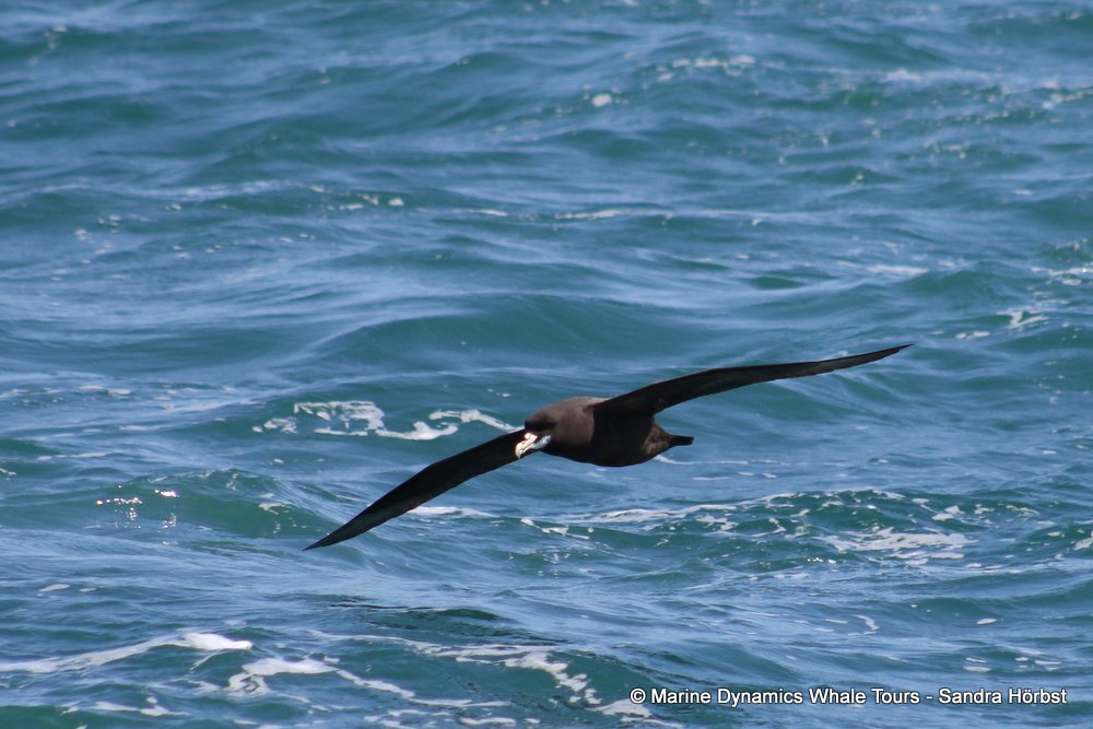 petrel, whale watching, gansbaai, south africa
