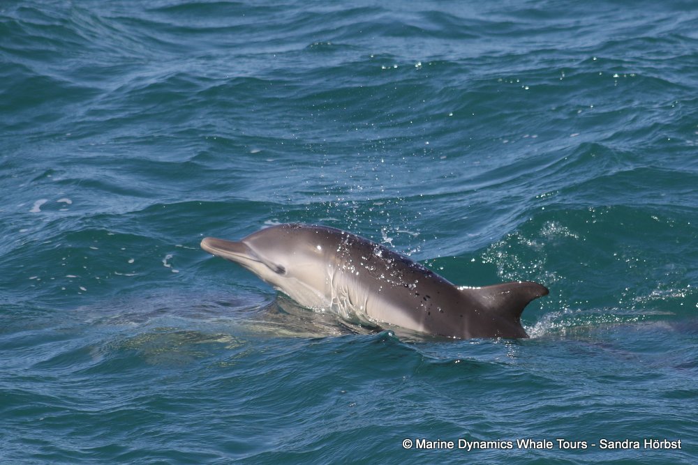 dolphin, whale watching, gansbaai, south africa,