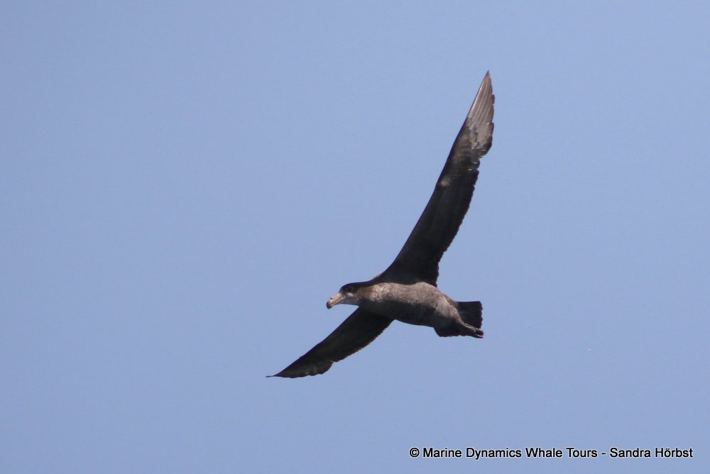 petrel, whale watching, gansbaai, south africa