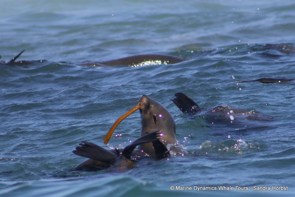 cape fur seal, whale watching, gansbaai, south africa