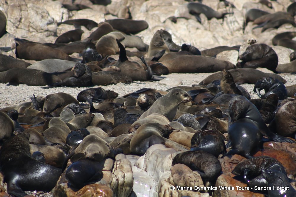 cape fur seal, whale watching, gansbaai, south africa