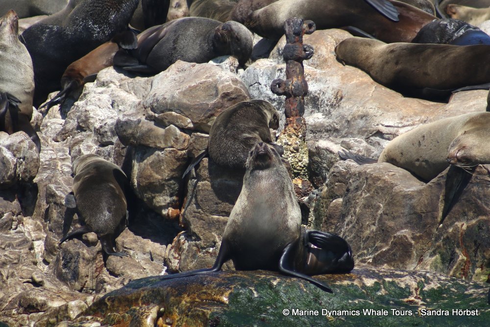 cape fur seal, whale watching, gansbaai, south africa