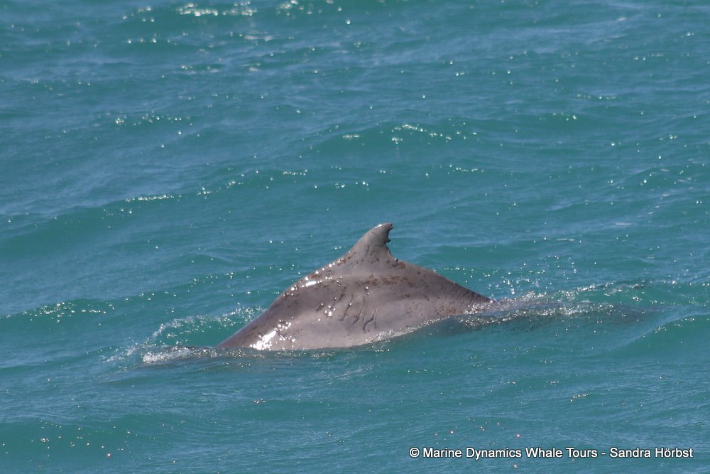 dolphin, whale watching, gansbaai, south africa,