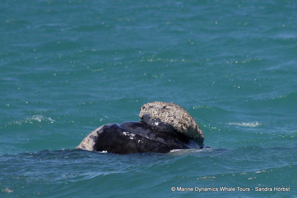 Southern right whale, whale watching, gansbaai, south africa,