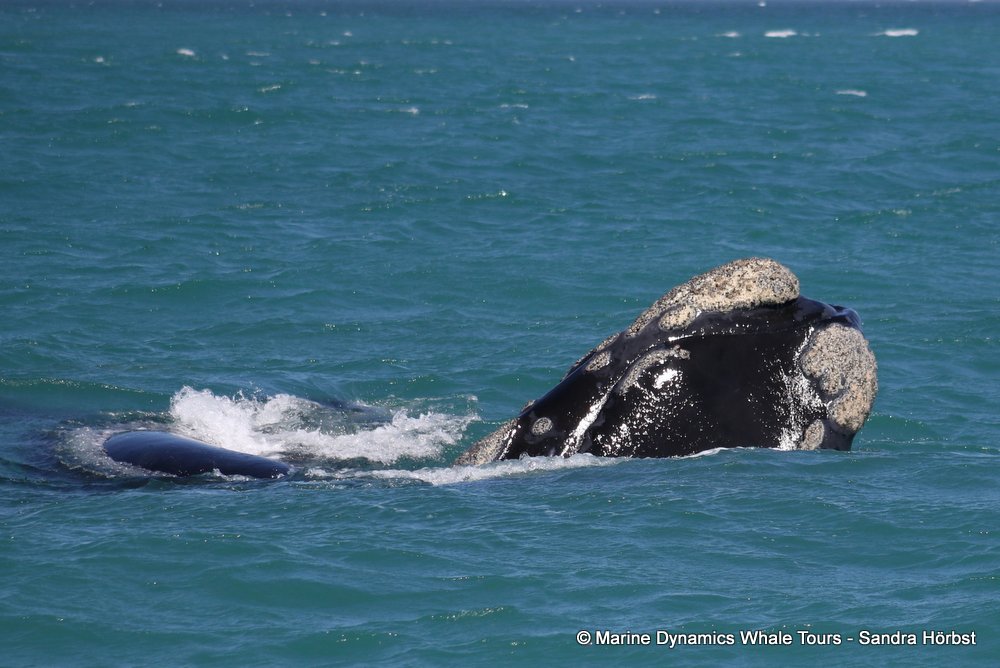 Southern right whale, whale watching, gansbaai, south africa,
