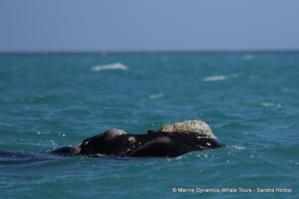 Southern right whale, whale watching, gansbaai, south africa,