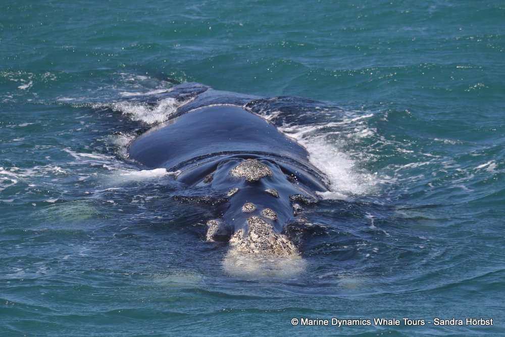 Southern right whale, whale watching, gansbaai, south africa,