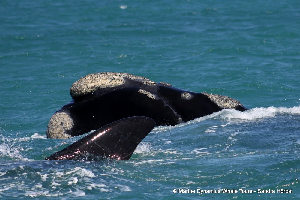 Southern right whale, whale watching, gansbaai, south africa,