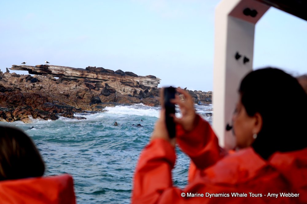 whale watching, gansbaai, south africa, cape fur seal in water