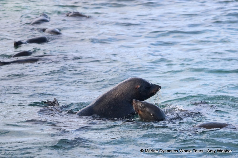 cape fur seal, whale watching, gansbaai, south africa