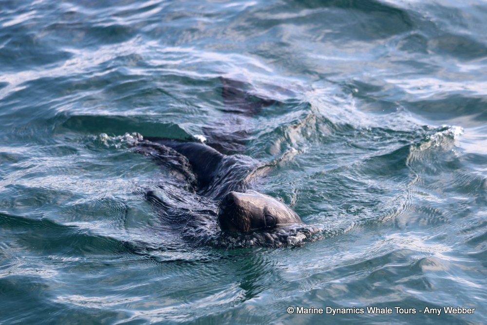 cape fur seal, whale watching, gansbaai, south africa