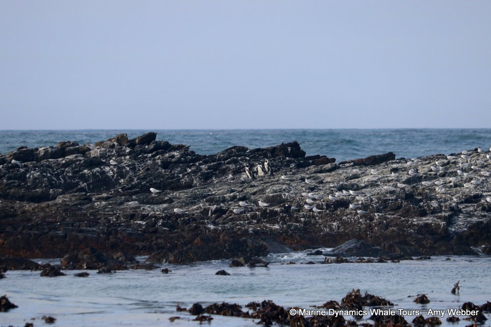 african penguin, whale watching, gansbaai, south africa