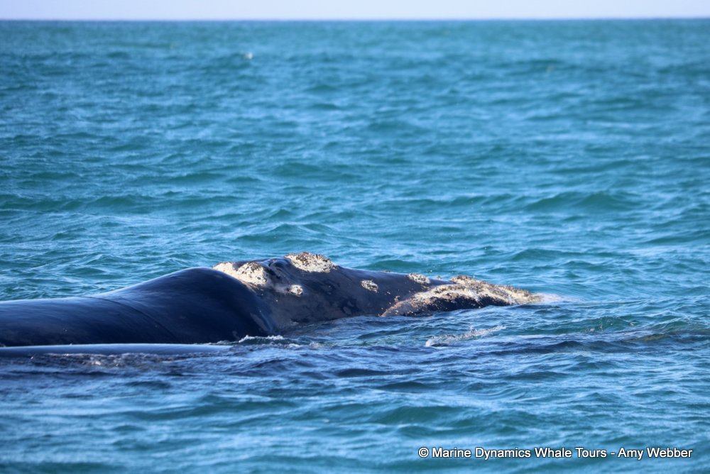 Southern right whale, whale watching, gansbaai, south africa,