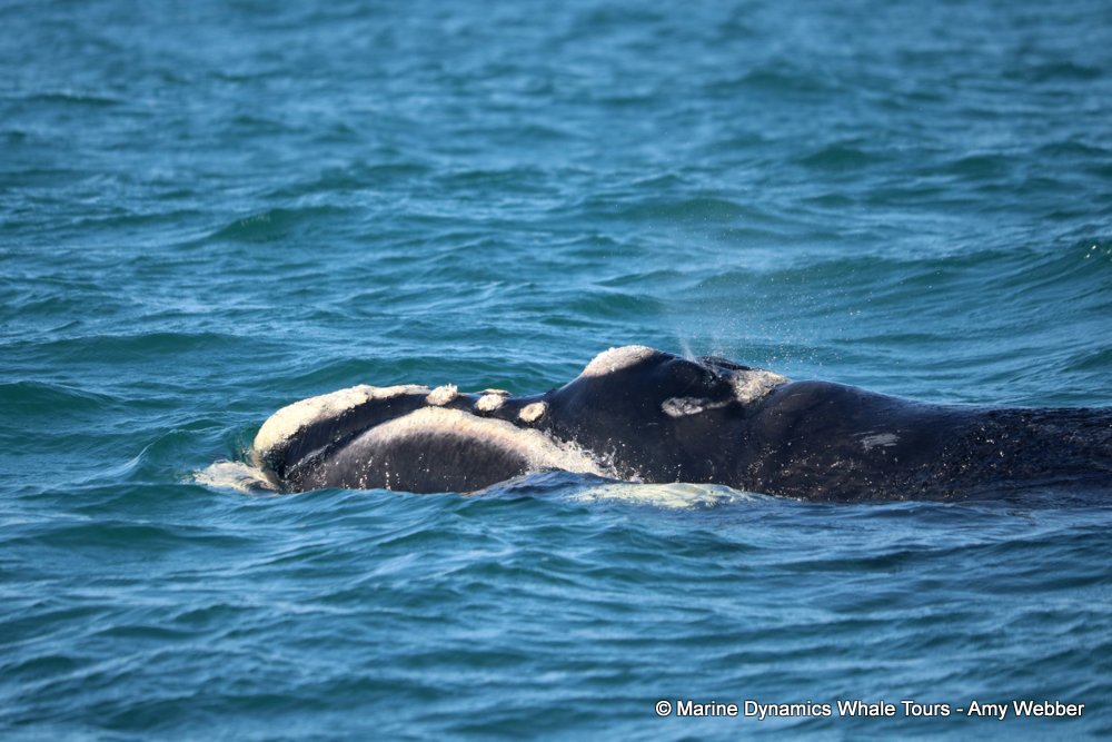 Southern right whale, whale watching, gansbaai, south africa,