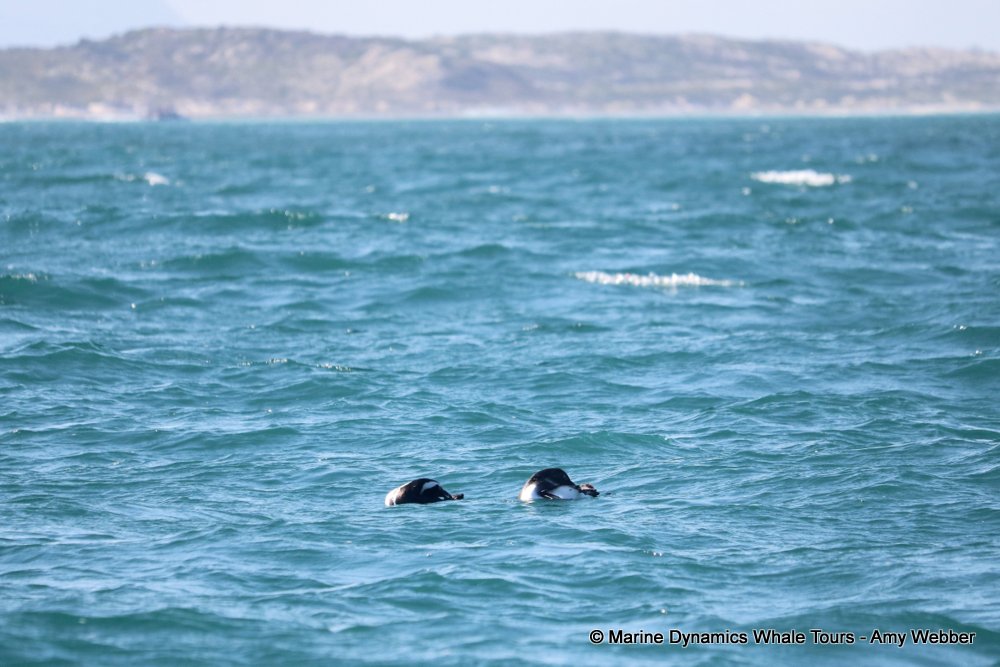 african penguin, whale watching, gansbaai, south africa