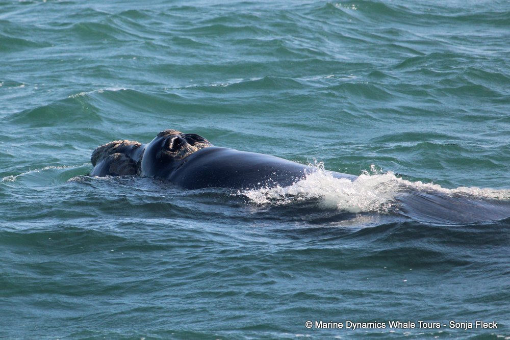 Southern right whale, whale watching, gansbaai, south africa,