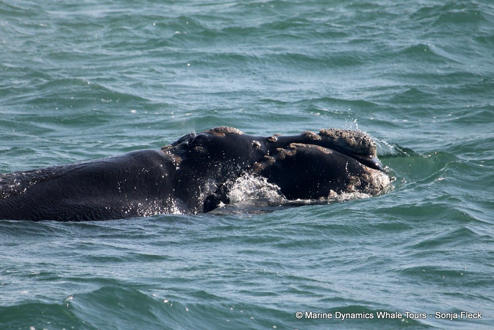 Southern right whale, whale watching, gansbaai, south africa,