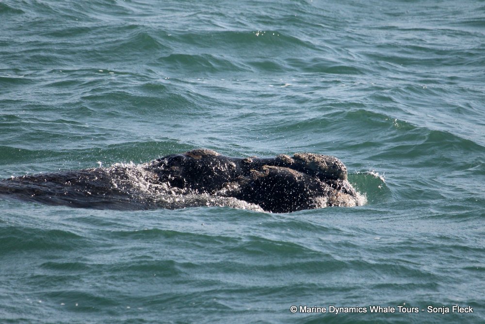 Southern right whale, whale watching, gansbaai, south africa,