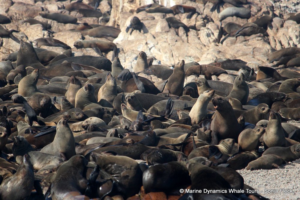 cape fur seal, whale watching, gansbaai, south africa