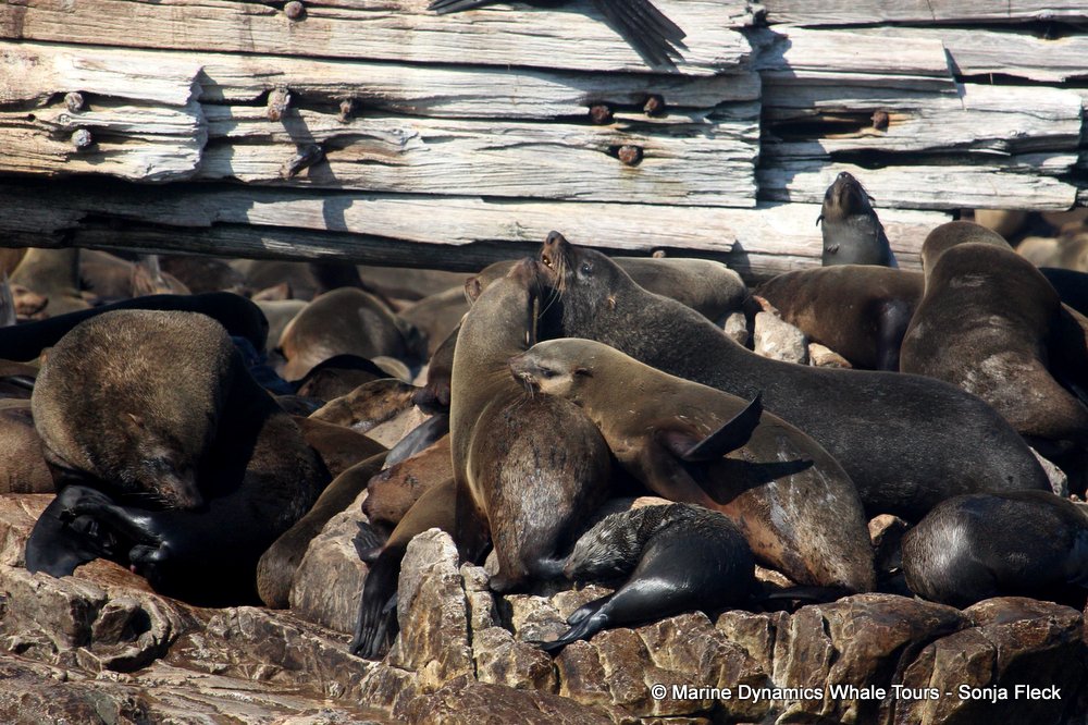 cape fur seal, whale watching, gansbaai, south africa