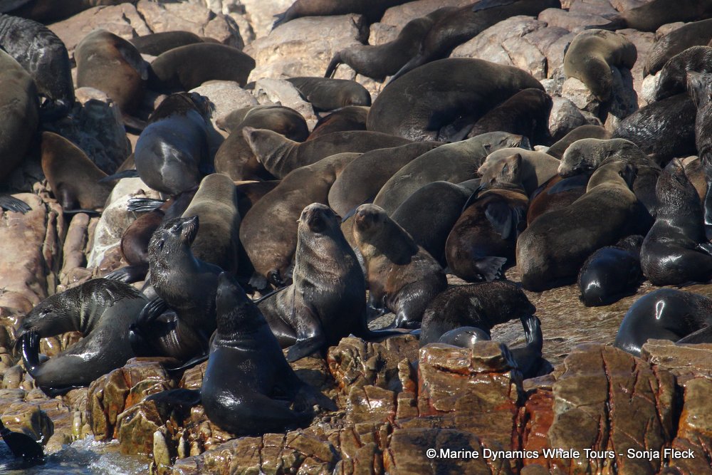 cape fur seal, whale watching, gansbaai, south africa