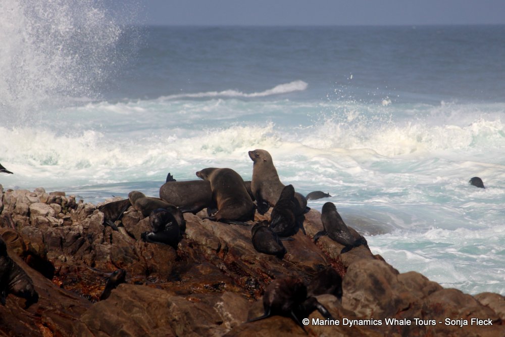 cape fur seal, whale watching, gansbaai, south africa
