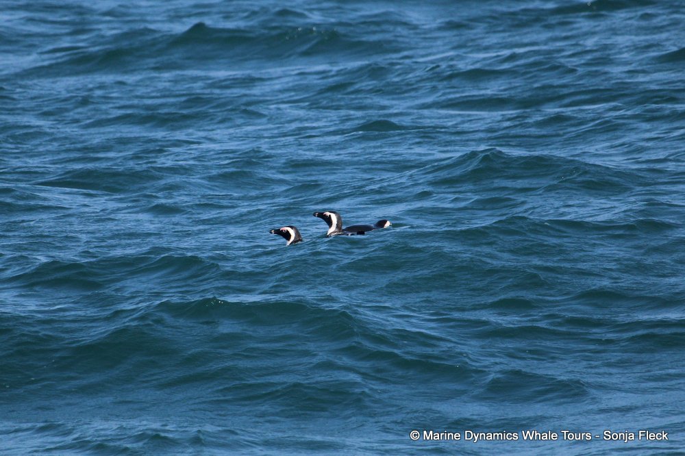 african penguin, whale watching, gansbaai, south africa,
