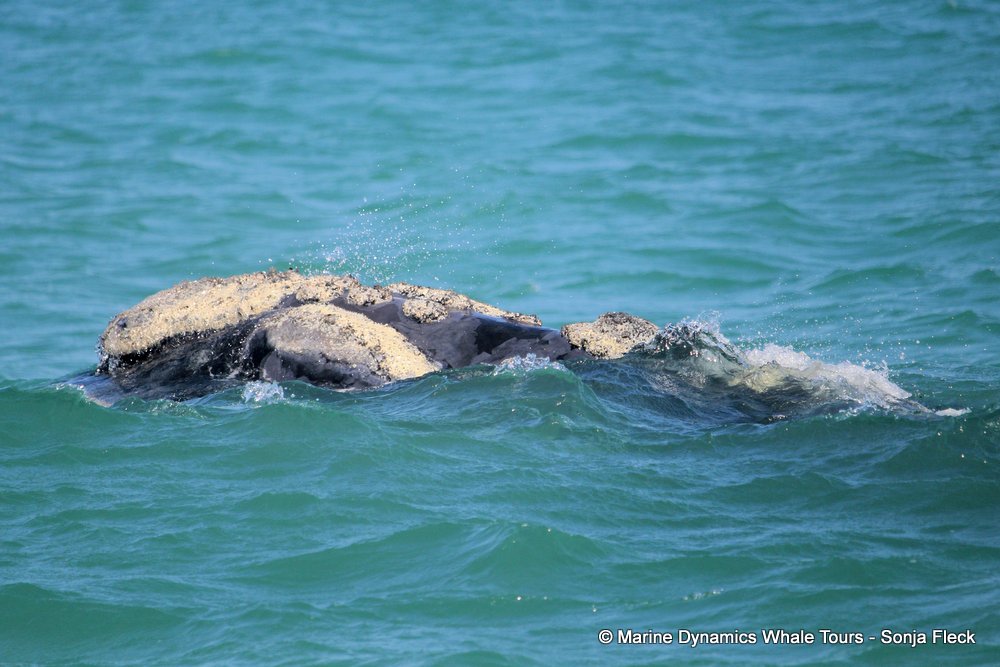 Southern right whale, whale watching, gansbaai, south africa,
