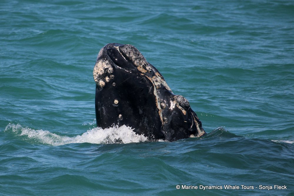 Southern right whale, whale watching, gansbaai, south africa,