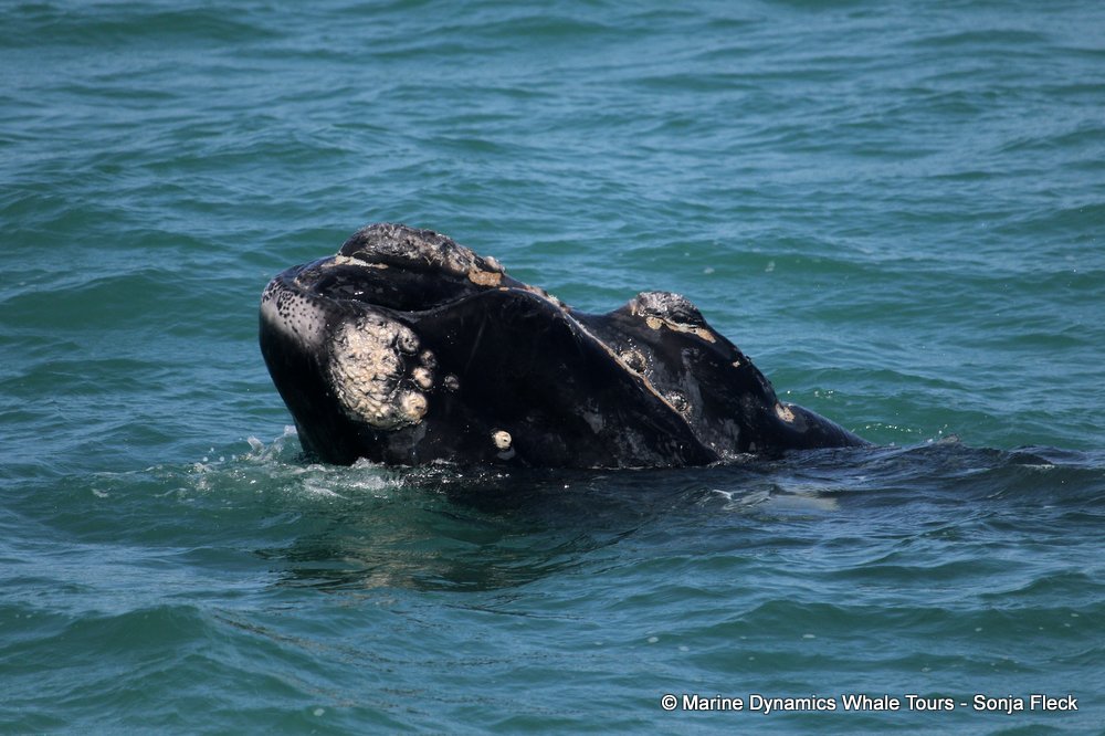 Southern right whale, whale watching, gansbaai, south africa,