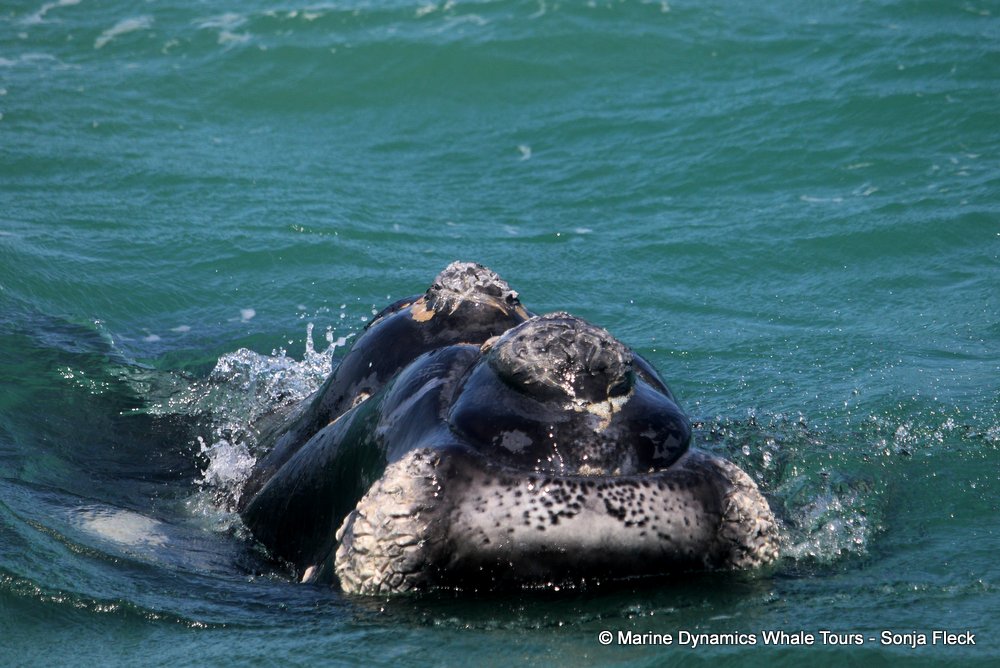 Southern right whale, whale watching, gansbaai, south africa,