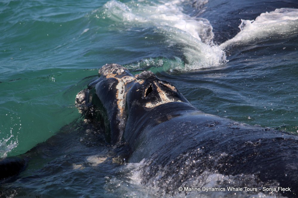 Southern right whale, whale watching, gansbaai, south africa,