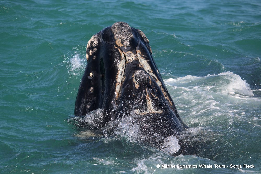 Southern right whale, whale watching, gansbaai, south africa,