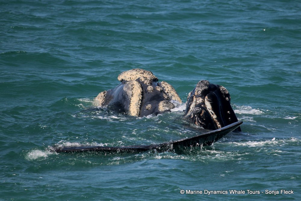 Southern right whale, whale watching, gansbaai, south africa,