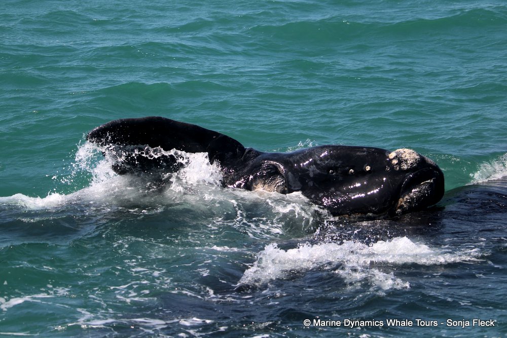 Southern right whale, whale watching, gansbaai, south africa,