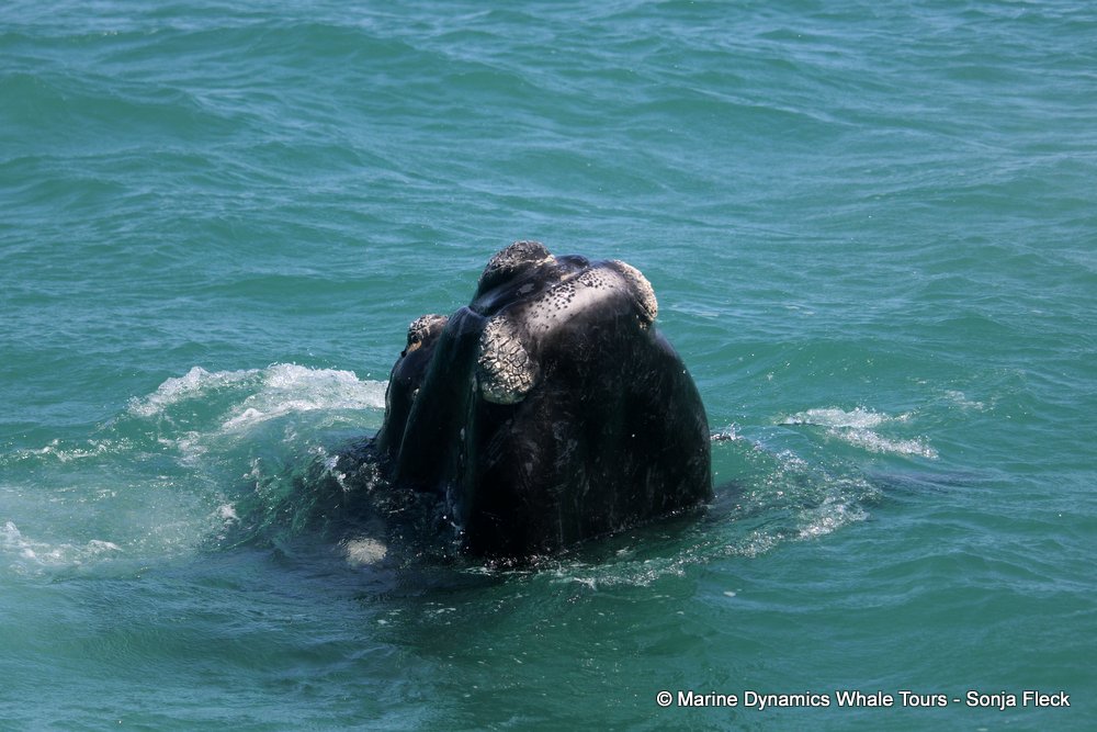 Southern right whale, whale watching, gansbaai, south africa,