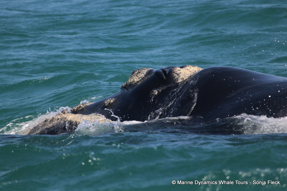 Southern right whale, whale watching, gansbaai, south africa,