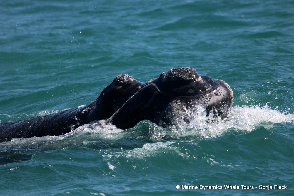 Southern right whale, whale watching, gansbaai, south africa,