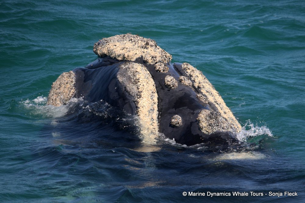 Southern right whale, whale watching, gansbaai, south africa,
