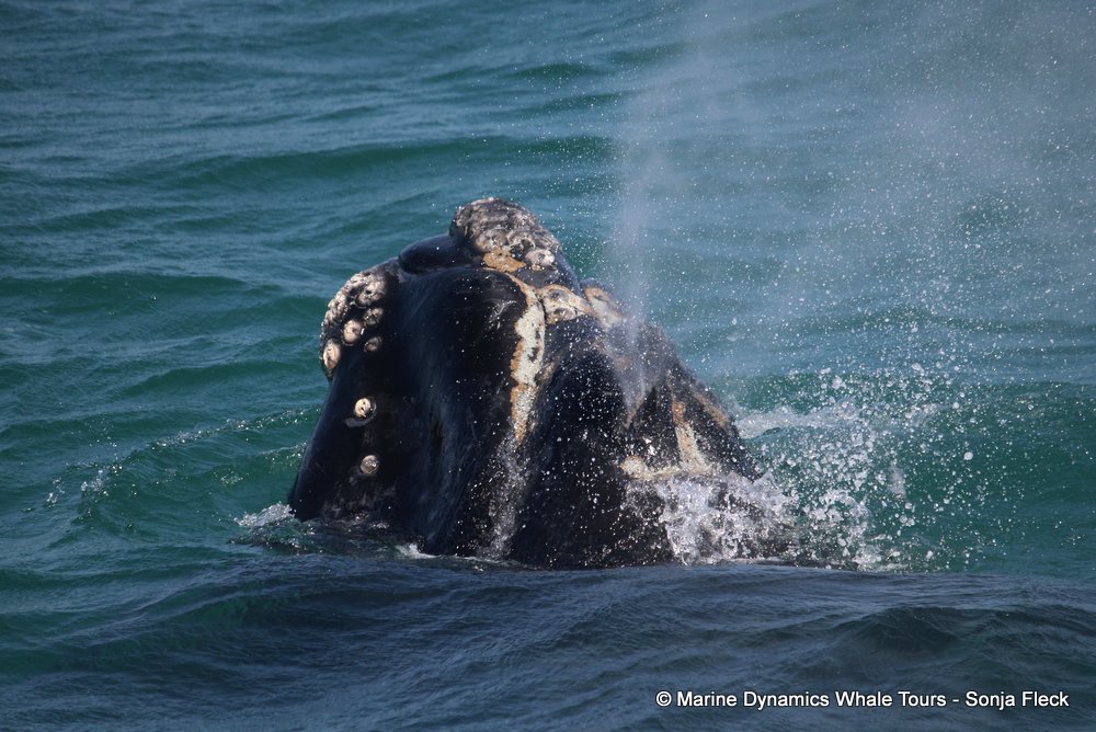 Southern right whale, whale watching, gansbaai, south africa,